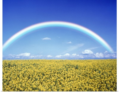 Rainbow spans over a field of yellow flowers