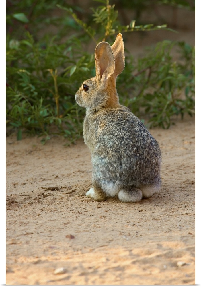 Rear View Of Desert Cottontail Rabbit