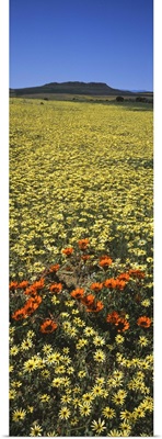 Red and yellow Daisies in a field, Niewoudtville, Namaqualand, South Africa