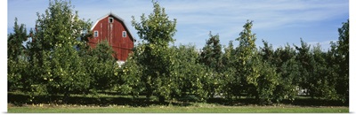 Red Barn Behind Apple Trees, Grand Rapids, Michigan