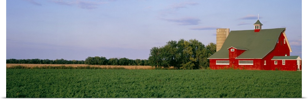 Panoramic image print of a barn in the middle of a crop field.