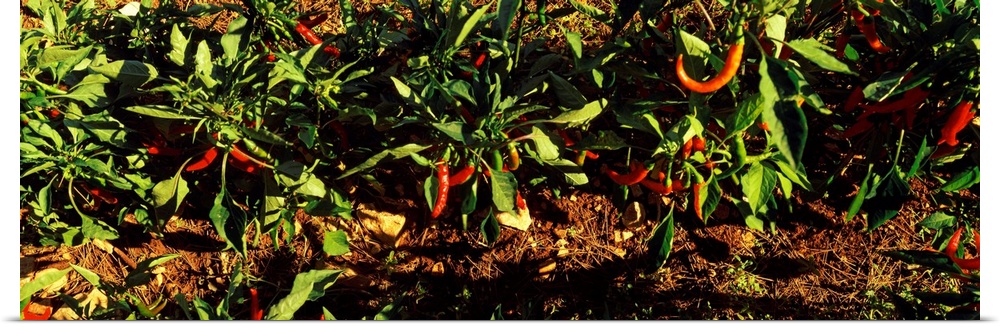 Red Chili Peppers Growing, Itria Valley, Apulia, Italy