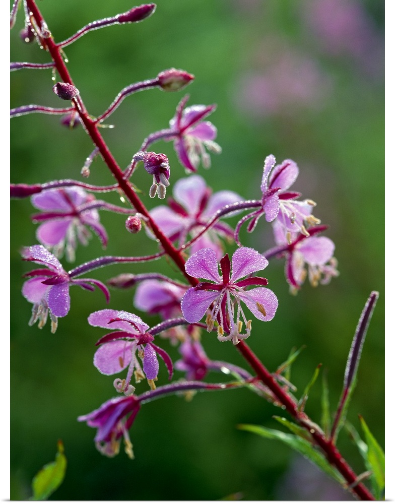 Red Fireweed Flower In Bloom