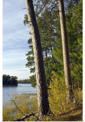 Red pine trees growing along Lake Itaska, Itaska State Park, Minnesota