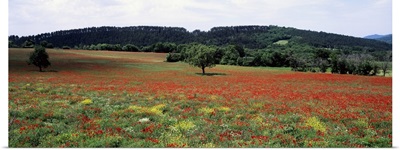 Red poppies in the field, Provence, Provence-Alpes-Cote d'Azur, France