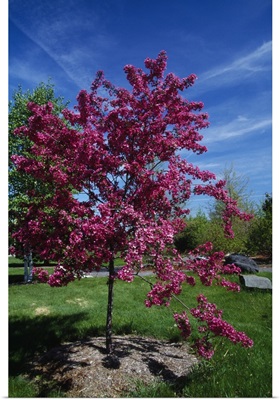 Red prairie crabapple tree (Malus ioensis) in bloom, New York