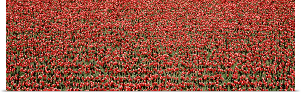 Red Tulips in a field, Skagit Valley, Washington State