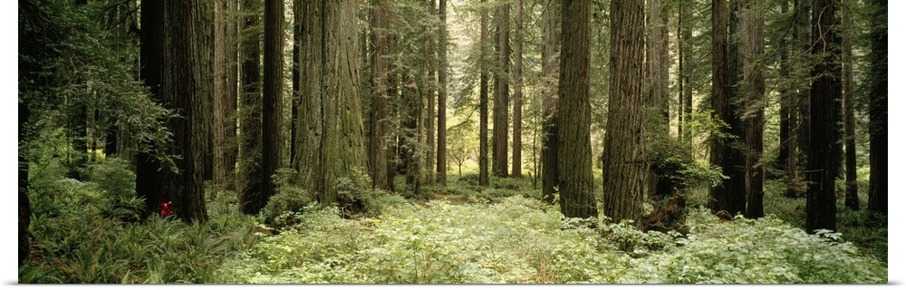The trunks of large redwood trees are pictured in panoramic view amongst thick brush in the forest.