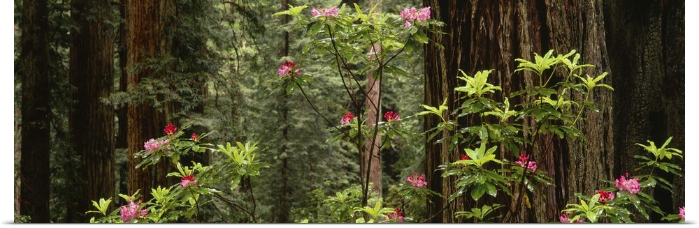 Redwood (Sequoia sempervirens) trees with pink flowers in a forest, Redwood National Park, California