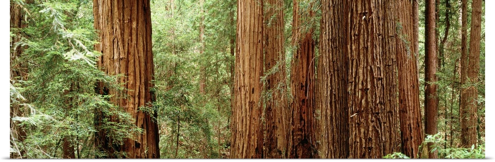 Panoramic photo of the up close view of big redwood trees in California.