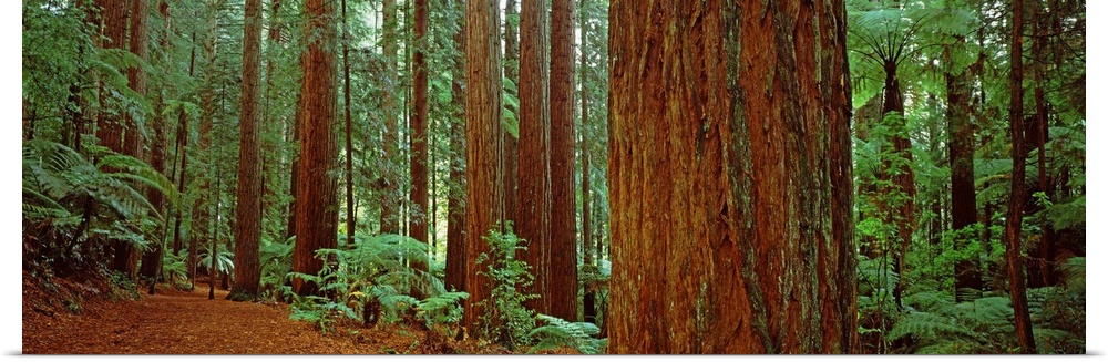 Redwoods trees, Whakarewarewa Forest, Rotorua, North Island, New Zealand