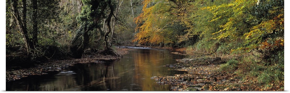 Reflection of autumn trees in a river River Teign Dunsford Dartmoor Devon England
