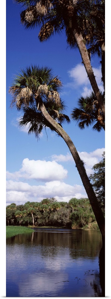 Reflection of clouds in a river Myakka River Myakka River State Park Sarasota County Florida