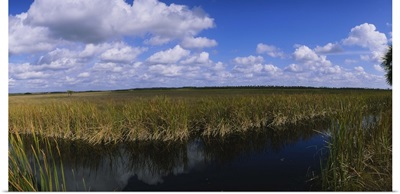 Reflection of tall grass and cloud in water, Everglades National Park, Florida