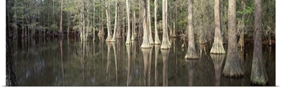 Reflection of trees in a lake, Tallahassee, Florida