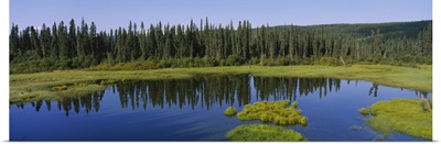 Reflection of trees in a pond, British Columbia, Canada