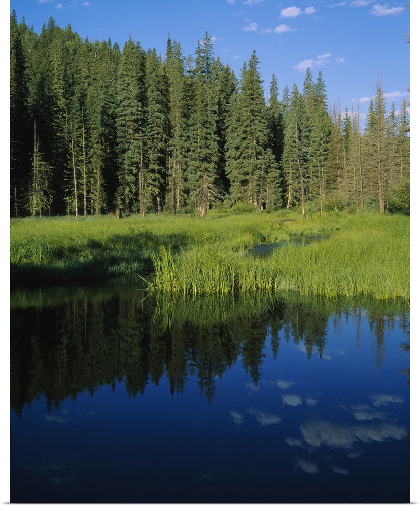 Reflection of trees in a river, Little Colorado River, Mt Baldy Wilderness Area, Apache-Sitgreaves National Forest, Apache...