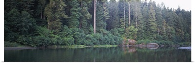 Reflection of trees in a river, Smith River, Jedediah Smith Redwoods State Park, California