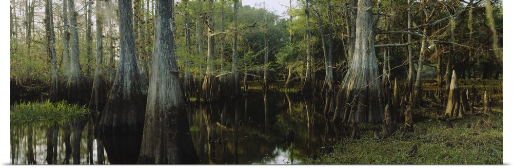 Large panoramic piece of a dense forest with it's trees growing out of swamp water and their reflections shown in it.