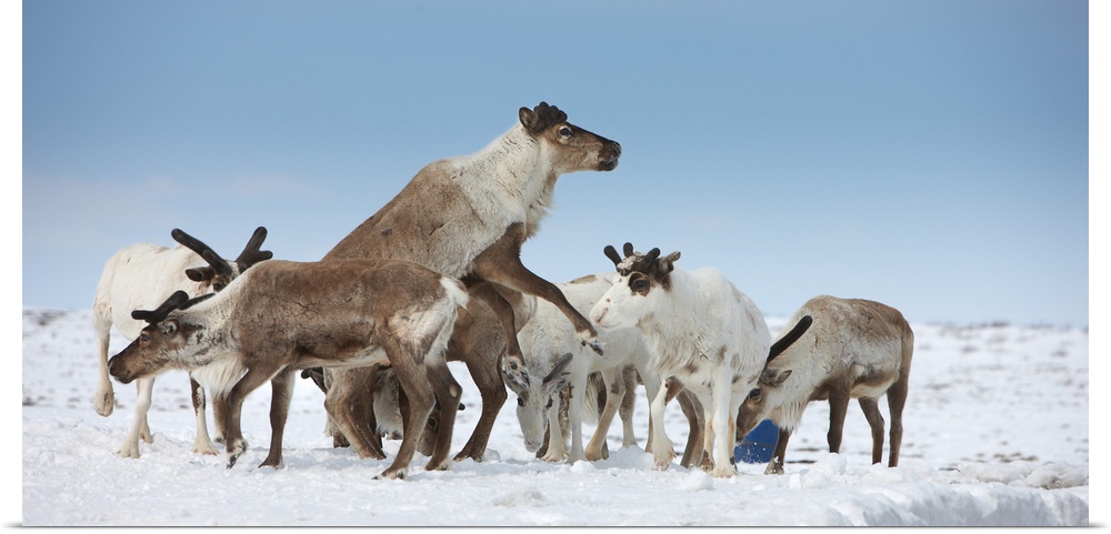 Reindeers Rangifer tarandus in a snow covered field Chukotka Siberia Russia