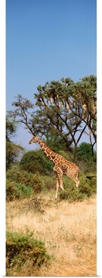 Reticulated Giraffe Kenya Africa