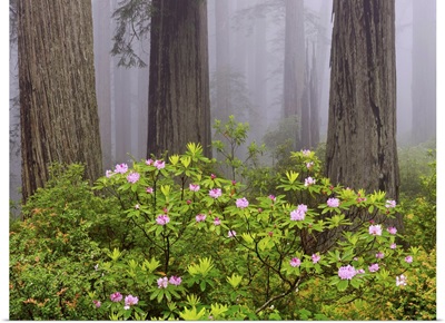 Rhododendron flowers in a forest, Redwood National Park, California