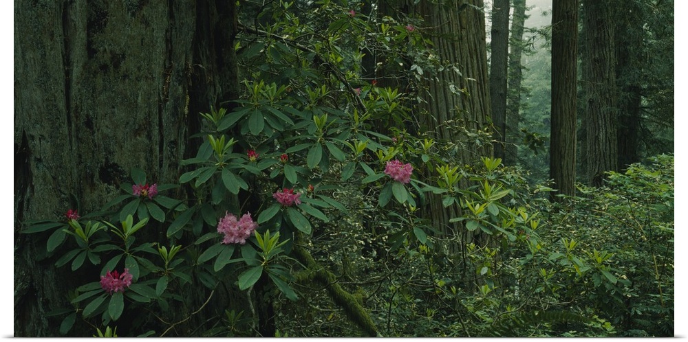 Rhododendron flowers in a rainforest, California