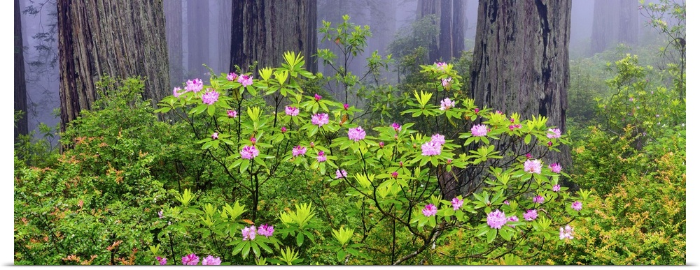 Rhododendron flowers in Del Norte Coast State Park, Redwood National Park, California