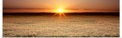 Rice Field, Sacramento Valley, California