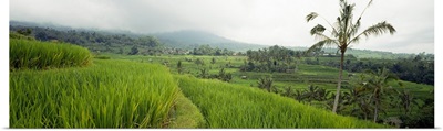 Rice Paddies Bali Indonesia