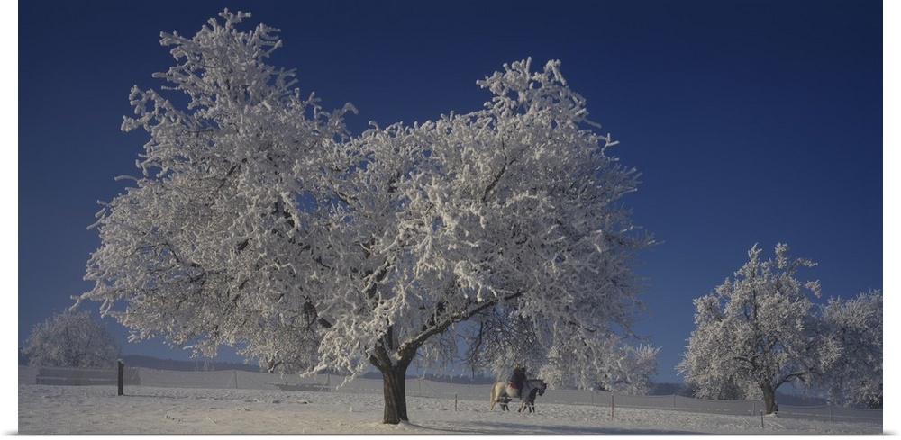 Panoramic photograph of trees covered in snow under a clear sky.                                                CAN SEE TH...