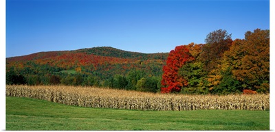 Ripe corn Autumn leaves Vermont