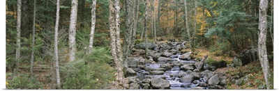 River flowing through a forest, Adirondack Mountains, New York State