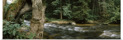 River flowing through a forest, Aist River, Upper Austria, Austria