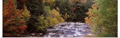 River flowing through a forest Ausable River Adirondack Mountains Wilmington Essex County New York State