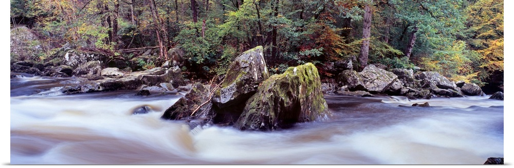 River flowing through a forest River Braan The Hermitage Dunkeld Perth and Kinross Scotland