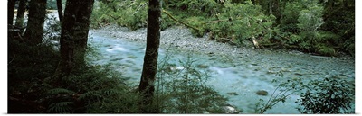 River flowing through a forest, Routeburn River, Mt Aspiring National Park, South Island, New Zealand