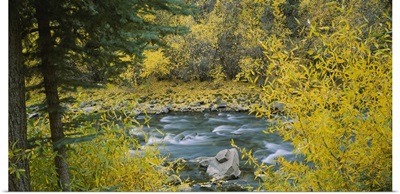 River flowing through a forest, San Miguel River, San Juan Mountains, San Miguel County, Colorado