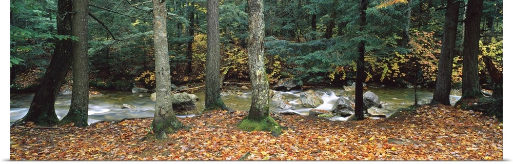 River flowing through a forest, White Mountain National Forest, New Hampshire, USA