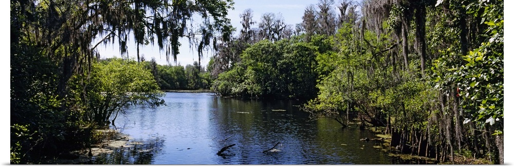 Oversized landscape photograph looking down the Hillsborough River, surrounded by tall green trees and foliage in Lettuce ...