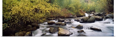 River passing through a forest, Inyo County, California,