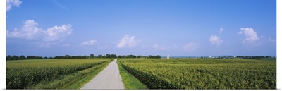 Road along corn fields, Jo Daviess County, Illinois