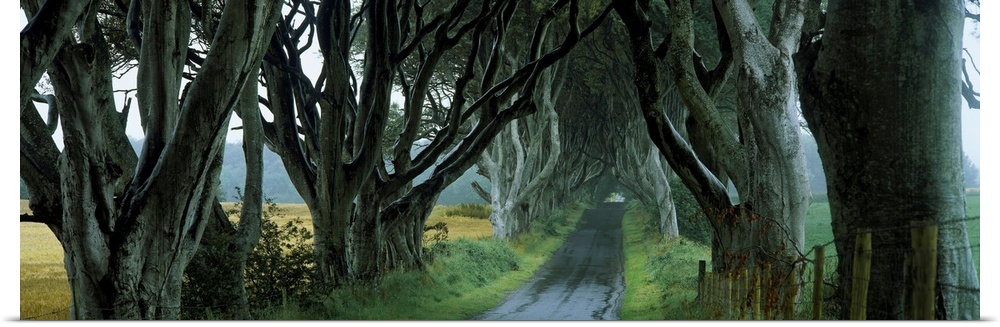 Road at the Dark Hedges, Armoy, County Antrim, Northern Ireland