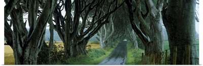 Road at the Dark Hedges, Armoy, County Antrim, Northern Ireland