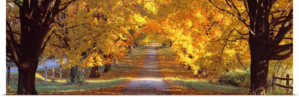 A tunnel of autumn leaves on mature trees surrounded a roadway through the countryside in this panoramic photograph.