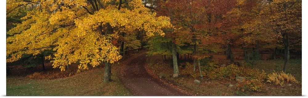 Panoramic photograph of a road that curves through tall autumn trees and into the dense forest.