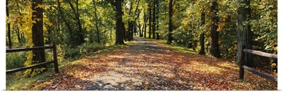 Road in a forest covered with leaves, Lincoln, Massachusetts