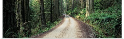 Road Jedediah Smith Redwoods State Park CA