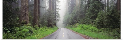 Road Lady Bird Grove Redwood National Park CA