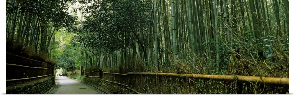 Big, horizontal photograph of a small curving road leading through a very tall forest of dense bamboo, in Arashiyama, Kyot...
